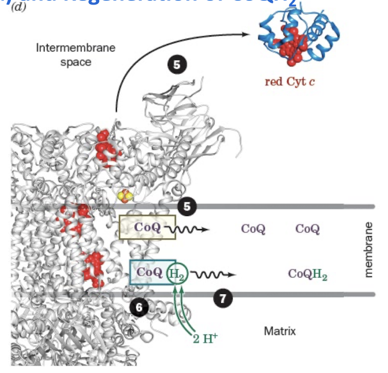 <p>Release of Cyt c and Regeneration of CoQH2</p><ol start="5"><li><p>Release of CoQ from Qo site and Cyt c </p></li><li><p>Two H+ are taken from matrix to make CoQH2</p></li><li><p>CoQH2 is released to quinone pool. </p></li></ol><p></p>