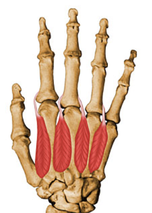 action:

Abduct digits from axial line and act to hyper- extend metacarpophalangeal joints and extend interphalangeal joints.