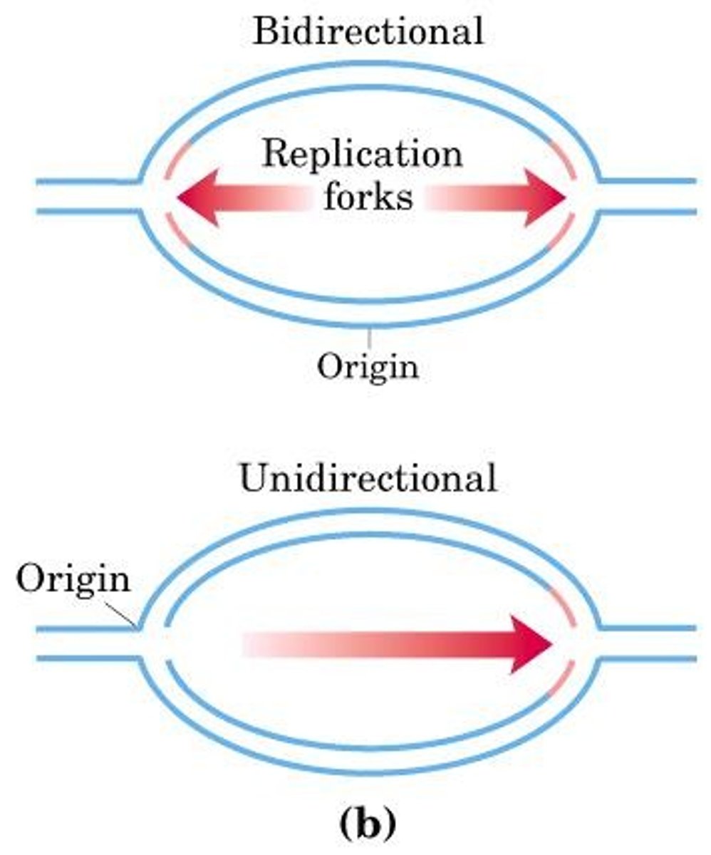<p>When the replication bubble forms, replication proceeds as the replication forks move, unwinding double stranded DNA</p>
