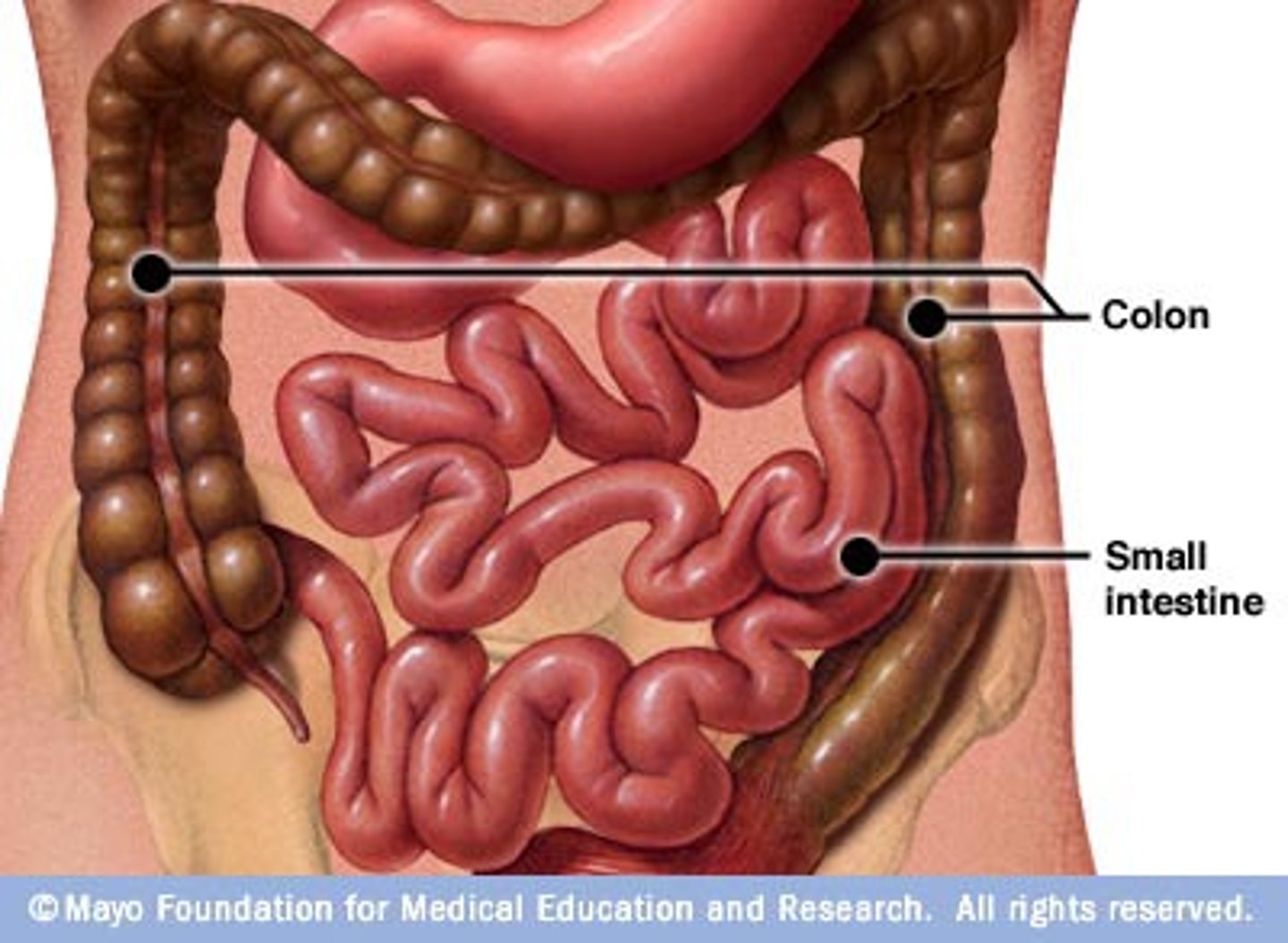 <p>intestine</p>