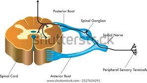 <p>ganglia (PNS)</p>