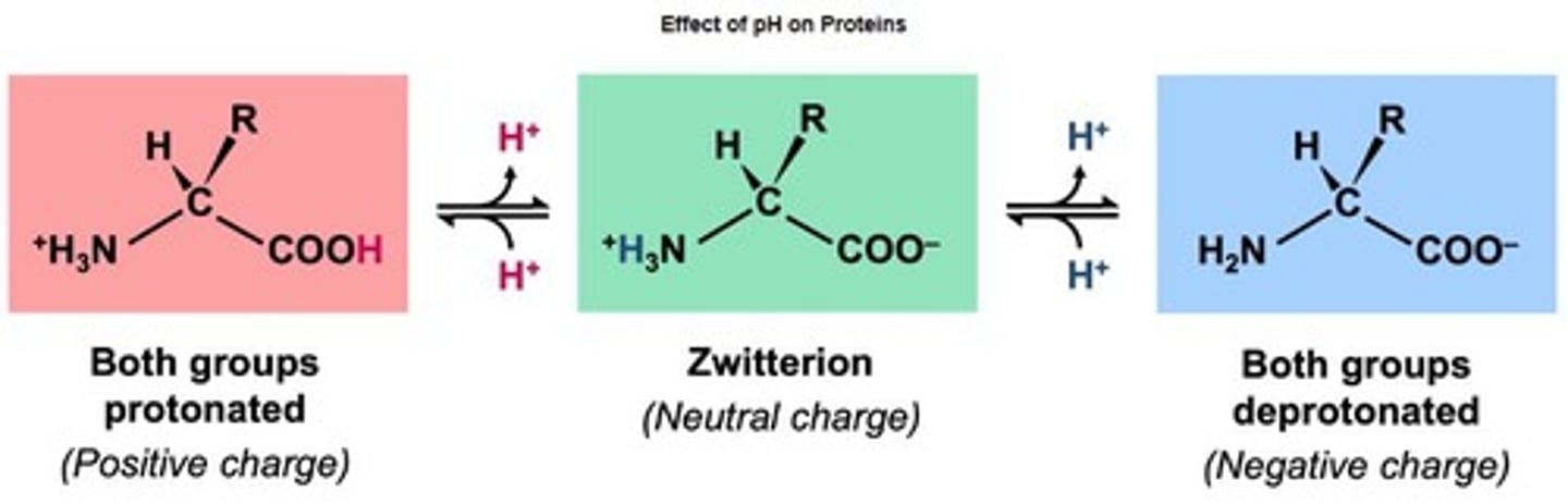 <p>Amino acids with both positive and negative charges.</p>