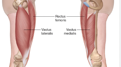 <p>vastus intermedius, medialis and lateralis (biggest so also stabilises the knee avoiding patellar from escaping and kneecap moving laterally)</p>