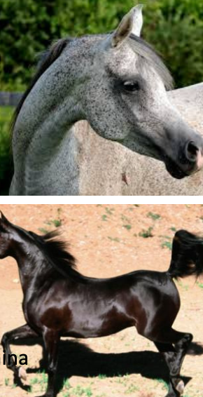 <p>Arabian</p><p></p><p>Origin: Arabian Peninsula</p><p>Color: Bay, brown, gray, chestnut, or black</p><p>Body: 14.3-16 hands. dished/concave face. Large nostrils, high tail carriage</p><p>Traits: Intelligent; great stamina</p><p>Purpose: Riding; endurance racing</p>