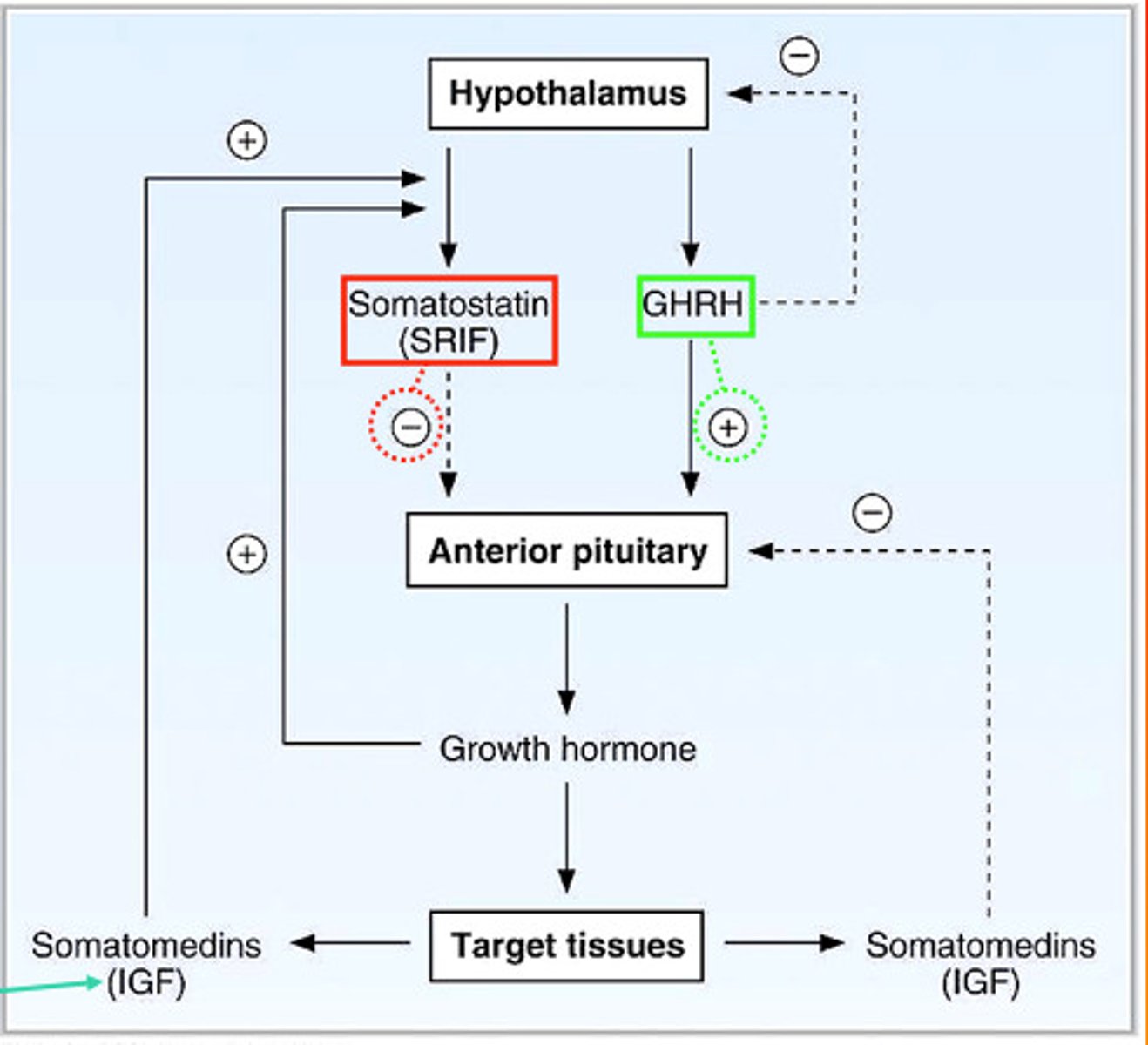 <p>regulated by the feedback system</p><p>- negative feedback is the most common, where chemical is output &amp; fed back to source until it shuts off</p><p>- positive feedback, where output feeds back &amp; amplifies further secretion</p>