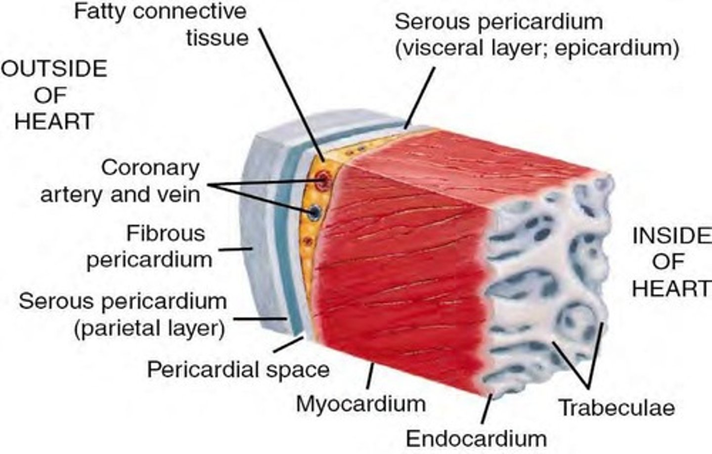 <p>Endocardium, myocardium, and epicardium.</p>