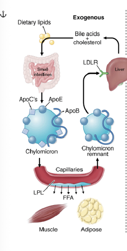 <ul><li><p class="MsoNormal">The exogenous lipid process begins with dietary fats being digested in the small intestines by bile salts and pancreatic lipase.</p></li></ul><ul><li><p class="MsoNormal">These break down fats into absorbable components which are then reassembled into TGs inside the intestinal cells</p></li><li><p class="MsoNormal">These triglycerides, along with cholesterol and fat-soluble vitamins, are packaged into chylomicrons, which are secreted into the lymphatic system before entering the bloodstream to be delivered to tissues (muscle) for energy or storage (adipose tissue)</p></li><li><p class="MsoNormal">After binding to lipoproteins, ApoC-II acts as a crucial cofactor for lipoprotein lipase (LPL). LPL is anchored to the interior surface of capillaries in tissues that require fatty acids, such as adipose tissue and muscle.&nbsp;</p><ul><li><p class="MsoNormal">It is on the surface of blood vessels which breaks down chylomicrons, releasing lipids for use by cells.</p></li></ul></li><li><p>The ApoC-II present on the chylomicron&nbsp;interacts with and activates LPL, triggering the enzyme to begin hydrolyzing the triglycerides (TGs) contained within the core of the chylomicron.&nbsp;</p></li><li><p><span>After releasing most of its triglycerides, the chylomicron shrinks and becomes a cholesterol-rich chylomicron remnant.</span></p></li></ul><ul><li><p><span><strong>ApoE:</strong> The chylomicron remnant is recognized and taken up by the liver. This clearance process is mediated by ApoE on the remnant, which binds to specific receptors (like the LDL receptor) on liver cells.</span></p></li><li><p><span>The liver then processes the remnants, and the components can be recycled or converted into bile acids</span></p></li></ul><p></p>