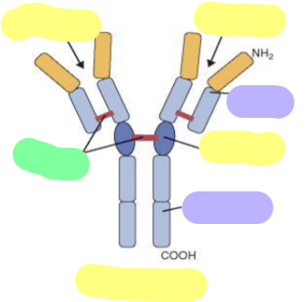 <p>Yellow = Region</p><p>Purple = Heavy/Light Chain</p><p>Green = Other</p>