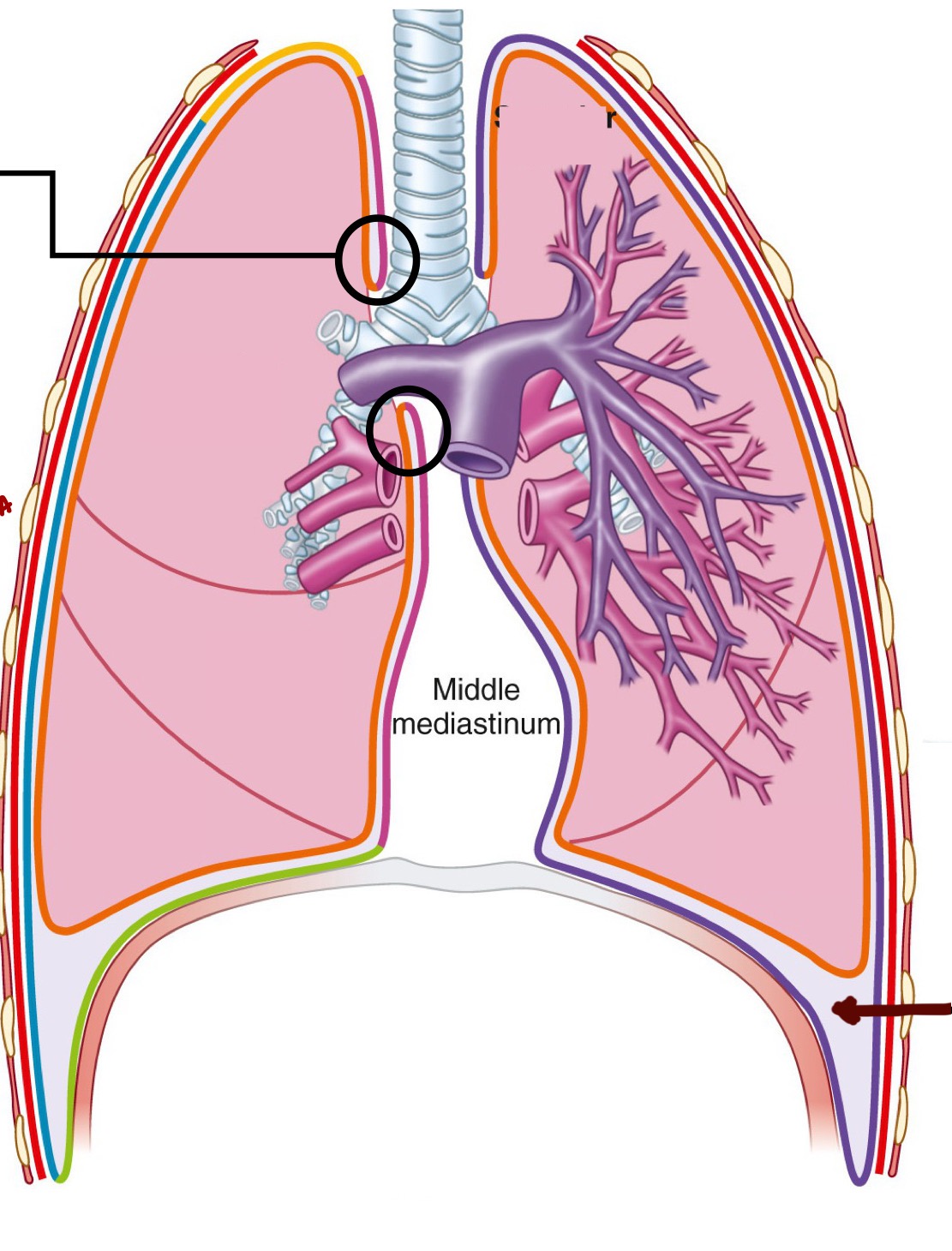 <p>What structure is identified by the blue line?</p>