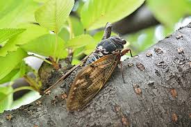 <p>cicada</p>