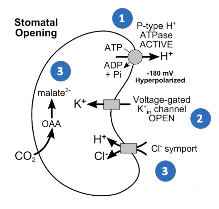 <p>Need to remove solutes, and allow water to leave</p><ul><li><p>→ using Ca<sup>2+</sup> signalling! (see lectures of other stuff this is used for, wounding etc)</p></li></ul><p></p>