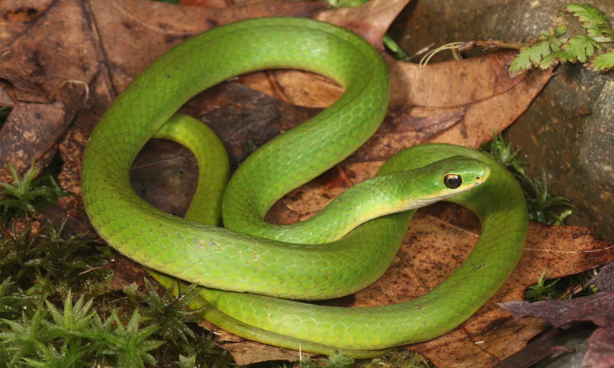 <p>Smooth green snake</p>
