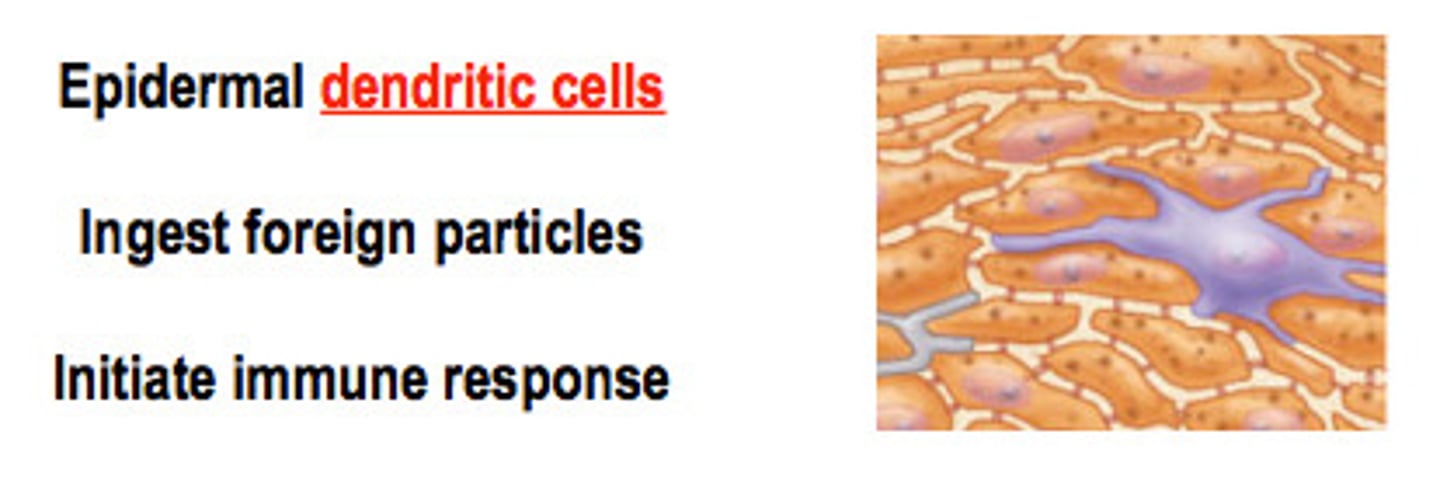<p>macrophage-like dendritic (branching) cells in the epidermis</p>