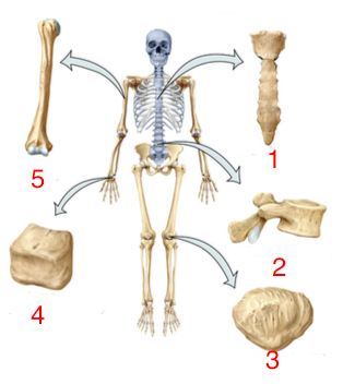 <p>Name these bones</p>