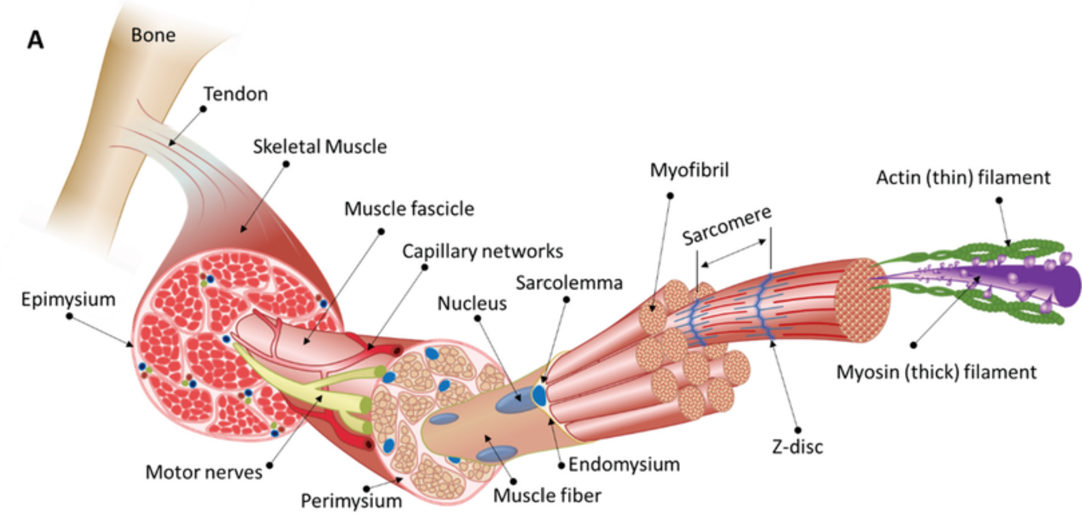 <ul><li><p><strong>Muscle</strong> → <strong>Fascicles</strong> (bundles) → <strong>Muscle Fiber</strong> (cell) → <strong>Myofibrils</strong> → <strong>Myofilaments</strong> (actin/myosin).</p></li><li><p><strong><mark data-color="red" style="background-color: red; color: inherit">Muscles</mark></strong> are composed of <strong>fascicles</strong> (bundles of muscle fibers).</p></li><li><p><strong><mark data-color="red" style="background-color: red; color: inherit">Muscle Fiber (Cell)</mark></strong><mark data-color="red" style="background-color: red; color: inherit">:</mark> <strong>Long, cylindrical cell with multiple nuclei.</strong> Contains:</p><ul><li><p><strong><mark data-color="red" style="background-color: red; color: inherit">Myofibrils</mark></strong><mark data-color="red" style="background-color: red; color: inherit">:</mark> Thread-like structures packed with <strong>actin</strong> (thin filaments) and <strong>myosin</strong> (thick filaments)</p></li><li><p><strong><mark data-color="red" style="background-color: red; color: inherit">Sarcolemma</mark></strong> connects to tendons</p></li><li><p><strong><mark data-color="red" style="background-color: red; color: inherit">Sarcoplasmic Reticulum (SR)</mark></strong><mark data-color="red" style="background-color: red; color: inherit">:</mark> <strong>Calcium storage network</strong> surrounding myofibrils.</p></li><li><p><strong><mark data-color="red" style="background-color: red; color: inherit">T-Tubules</mark></strong><mark data-color="red" style="background-color: red; color: inherit">:</mark> Invaginations of the <strong>sarcolemma</strong> that transmit <strong>action potentials to the SR.</strong></p></li></ul></li><li><p>Supportive layers of connective tissue surround muscle fibres</p><ul><li><p><strong><mark data-color="red" style="background-color: red; color: inherit">Endomysium</mark></strong> – surrounds<strong> individual</strong> muscle fibres</p></li><li><p><strong><mark data-color="red" style="background-color: red; color: inherit">Perimysium</mark></strong> – surrounds a <strong>bundle of muscle fibres forming a fascicle </strong>(functional unit)</p></li><li><p><strong><mark data-color="red" style="background-color: red; color: inherit">Epimysium</mark></strong> – surrounds the<strong> entire</strong> muscle</p></li></ul></li><li><p><strong><mark data-color="red" style="background-color: red; color: inherit">Sarcomere</mark></strong><mark data-color="red" style="background-color: red; color: inherit">:</mark> Functional unit of contraction, bounded by <strong>Z-discs</strong> (anchor actin). Contains:</p><ul><li><p><strong><mark data-color="red" style="background-color: red; color: inherit">A-band</mark></strong><mark data-color="red" style="background-color: red; color: inherit">:</mark> <strong>Dark</strong> region with overlapping <strong>actin and myosin.</strong></p></li><li><p><strong><mark data-color="red" style="background-color: red; color: inherit">I-band</mark></strong><mark data-color="red" style="background-color: red; color: inherit">:</mark> <strong>Light </strong>region with <strong>actin only.</strong></p></li><li><p><strong><mark data-color="red" style="background-color: red; color: inherit">H-zone</mark></strong><mark data-color="red" style="background-color: red; color: inherit">:</mark> <strong>Central</strong> region of A-band with <strong>myosin only </strong>(shortens during contraction).</p></li></ul></li><li><p><strong><mark data-color="red" style="background-color: red; color: inherit">Titin</mark></strong><mark data-color="red" style="background-color: red; color: inherit">:</mark> <strong>Giant elastic protein</strong> connecting <strong>myosin to Z-discs</strong>, maintaining sarcomere structure.</p></li></ul><p></p>