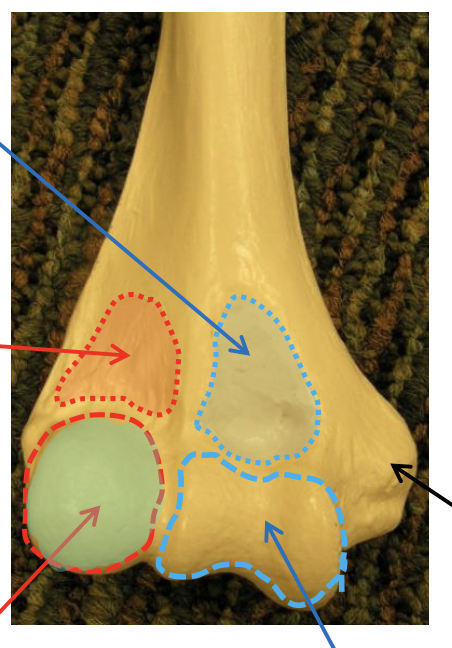 <p>Name the (teal) highlighted region.</p>