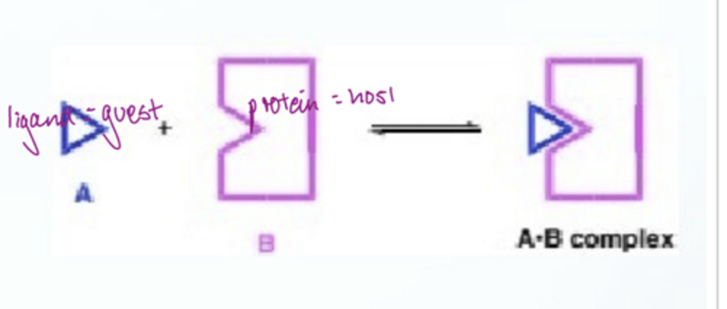 <p>using K: K can be measured by monitoring any observable property that changes as the host and guest concs are varied</p>