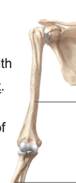 <p>Humerus</p>