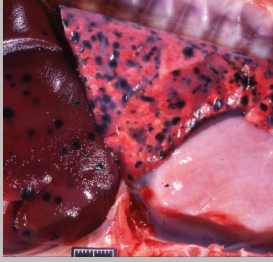 <p>Describe this pathology</p>