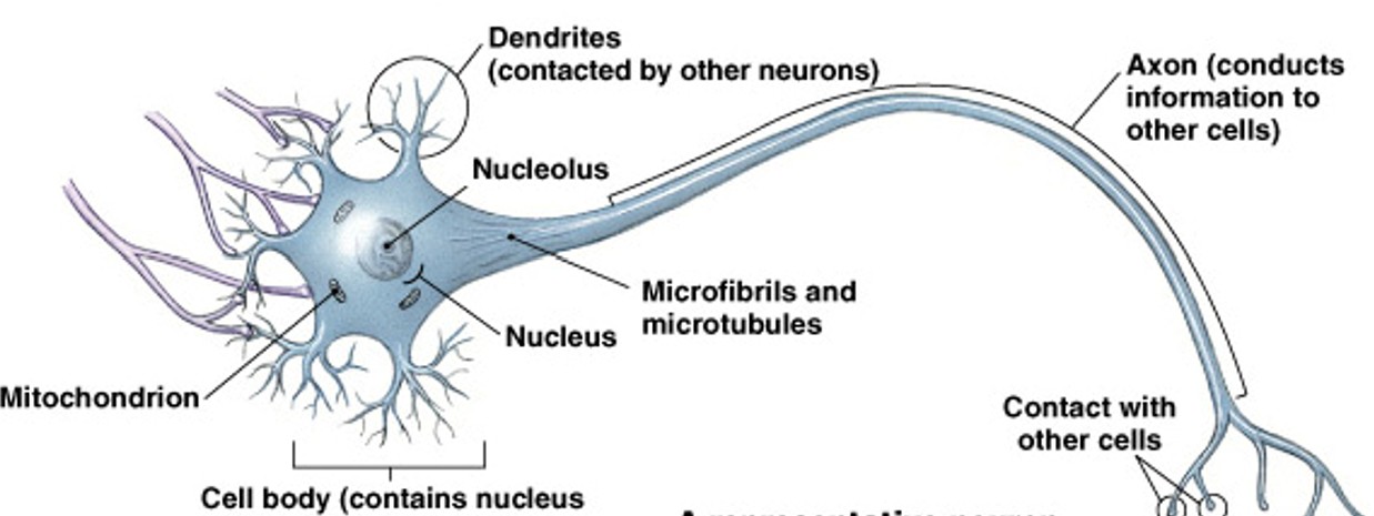 <p>Which type of neural tissue are nerve cells, perform electrical communication?</p><p></p>
