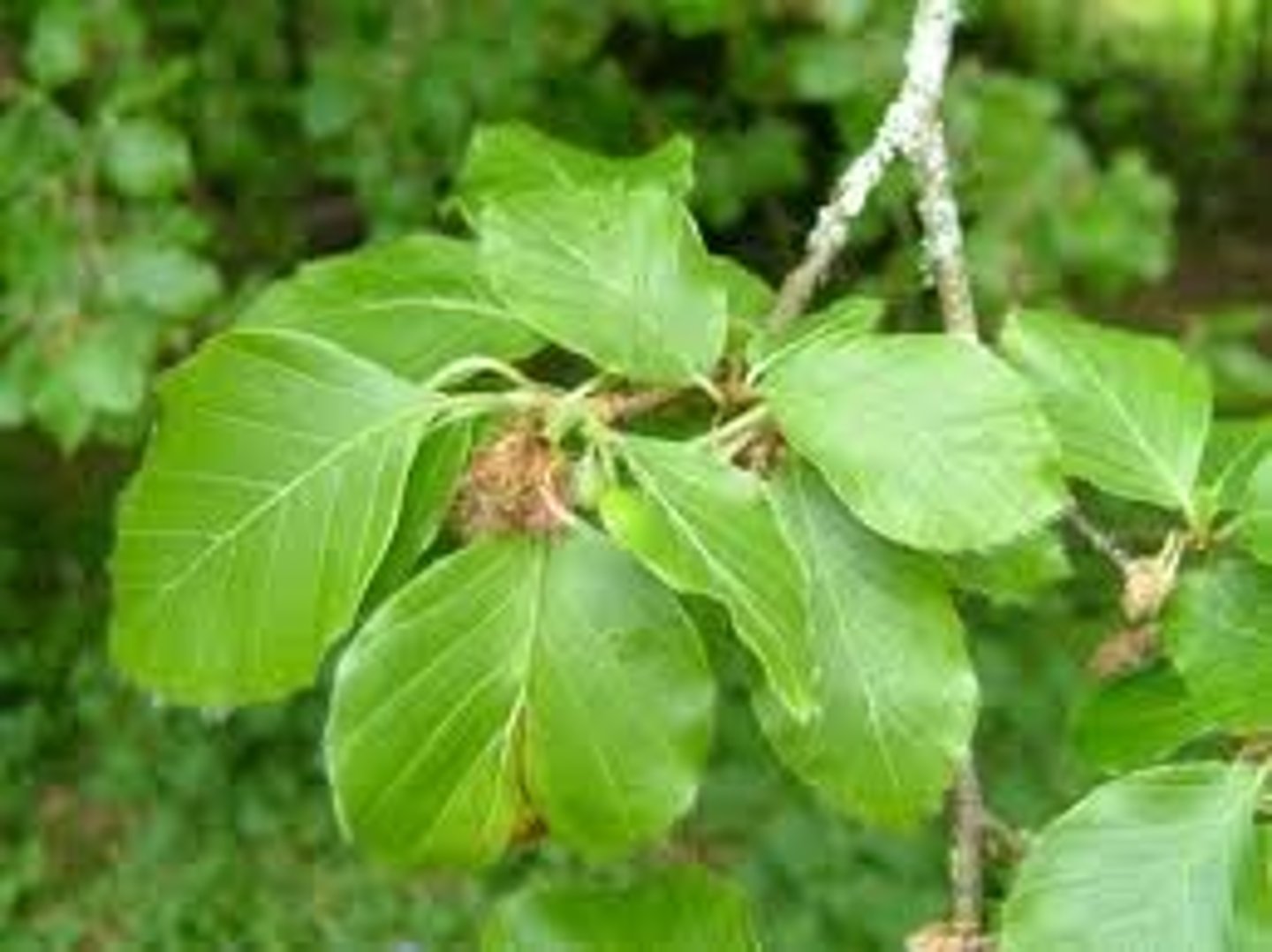 <p>ovate leaves with a sinuate margin, zig-zag twigs</p>