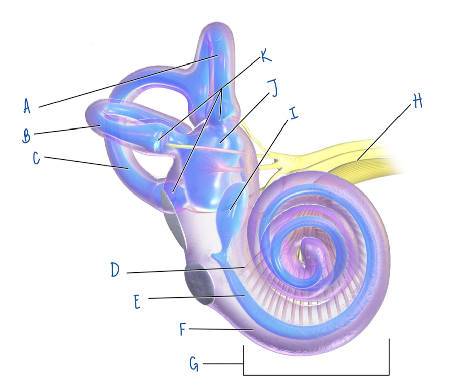 <p>Name the part of the inner ear labeled B</p>