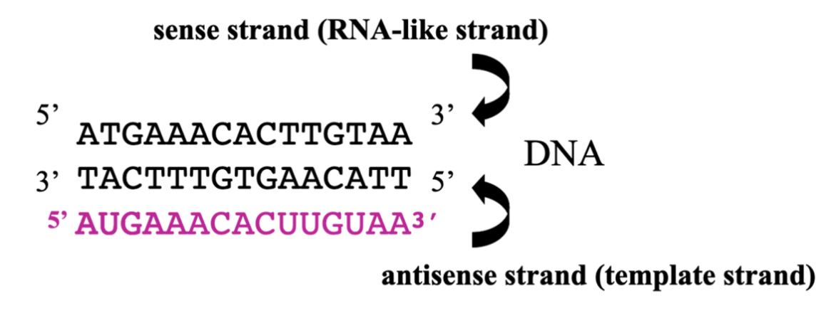 <p>DNA breaks into 2 separate strands and is transcribed by mRNA</p>