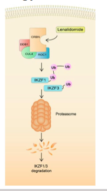<p><span style="font-size: calc(var(--scale-factor)*20.27px)">Binds to cereblon protein (CRBN) - Induces ubiquitination of IKZF1 and IKZF3 by CRL4/CRBN → Stimulates apoptosis</span></p>