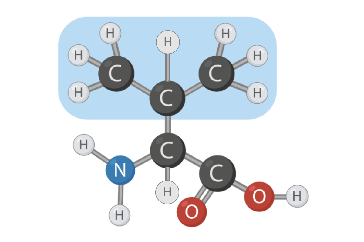 <p><span>True or False? The R group of this amino acid can form hydrogen bonds.</span></p>