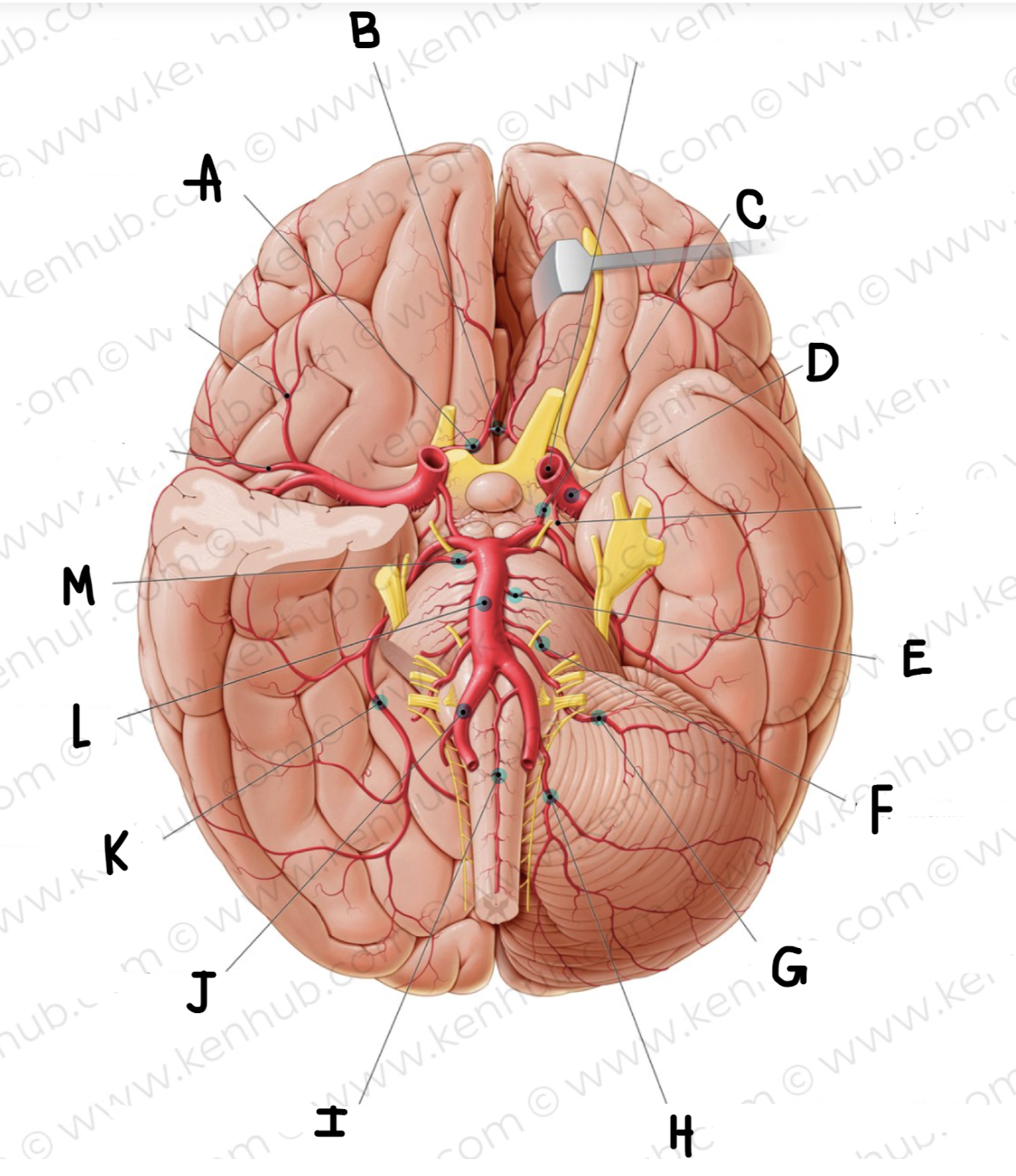 <p>What is the name of the artery labeled L?</p>
