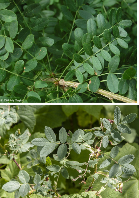 <p>Which plant is invasive and what is it called?</p>