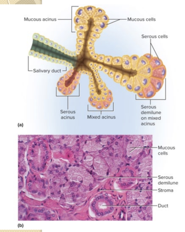 <p>What are the major salivary glands?</p>
