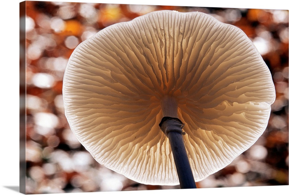 WHAT IS THIS PART OF MUSHROOM?