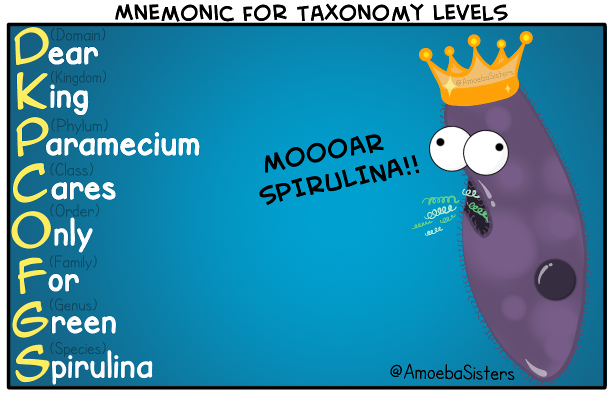 <ol><li><p>DOMAIN</p></li><li><p>KINGDOM</p></li><li><p>PHYLUM</p></li><li><p>CLASS</p></li><li><p>ORDER</p></li><li><p>FAMILY</p></li><li><p>GENUS</p></li><li><p>SPECIES</p></li></ol><p>Dear King Paramecium Cares Only For Green Spirulina<br><br>Intermediate Taxa are subfamilies that have been added in between these Taxa. </p>