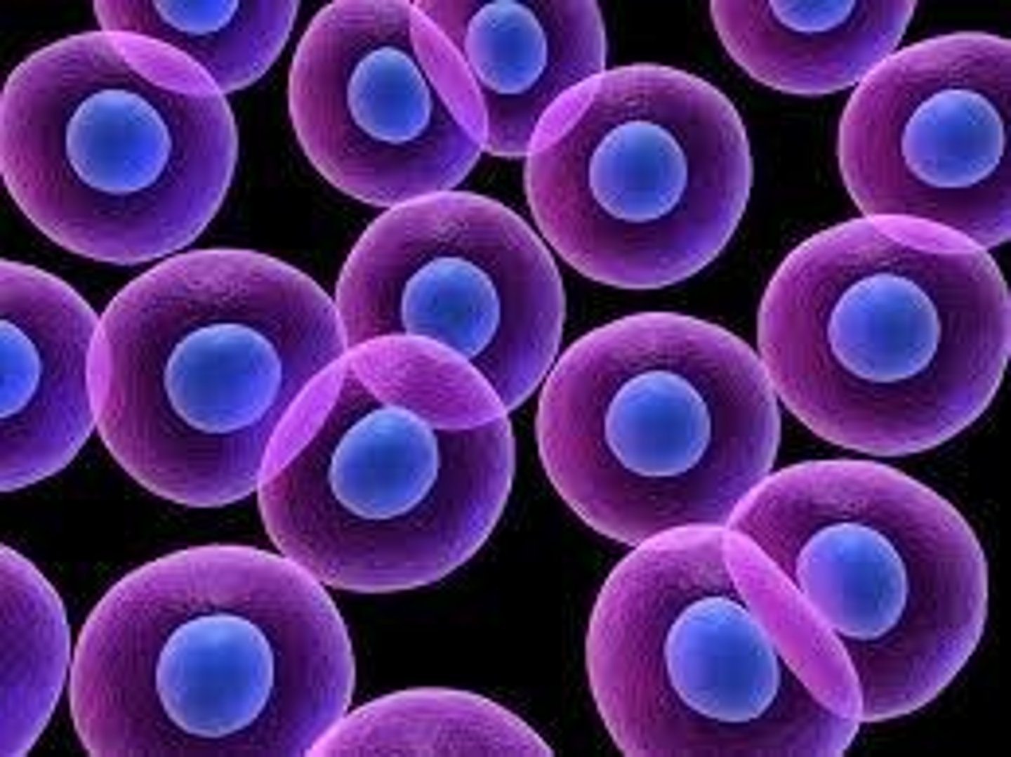<p>Average lifespan is 120 days.</p>