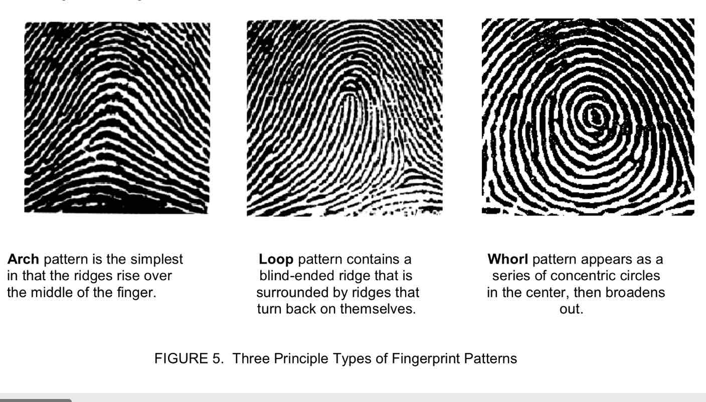 <p>Identify the 3 principal types of fingerprint patterns</p>