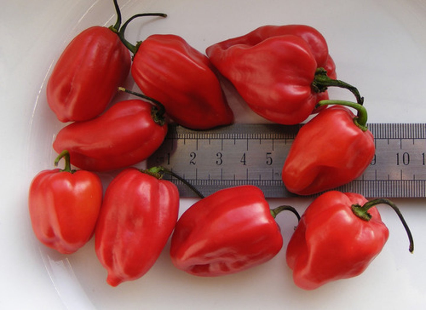 <p>chili peppers</p>