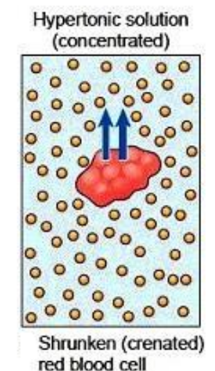 <p>Refers to when a cell has a higher concentration of solute than water.</p>
