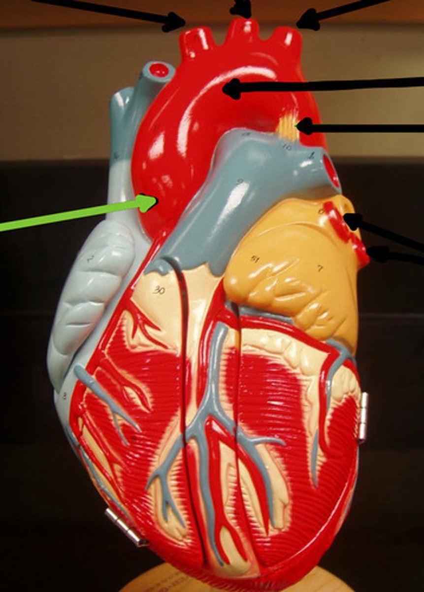 <p>Name the structure and function</p>