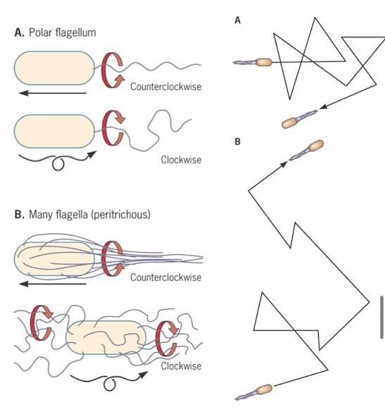 <ul><li><p>cells need to move to gather nutrients or avoid stresses/dangers</p></li><li><p>flagella rotate counterclockwise to move cells cells better (clockwise rotation causes random tumbling)</p></li><li><p>chemotaxis</p></li></ul><p></p>