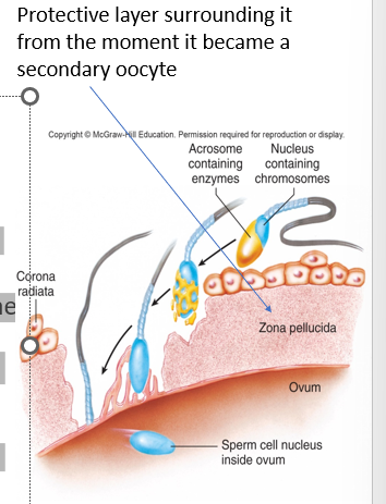 <p>fertilization</p><p>•Begins when sperm and ovum fuse</p><p>•The sperm head must break through the <strong>zona ______</strong> to fuse with the membrane. The sperm head is then released into the cytosol of the ovum</p>