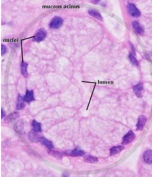<ul><li><p>are much lighter (compared to serous cells) </p></li><li><p>pyramidal in shape </p></li><li><p>have a flattened nuclei </p></li><li><p>polarized cell </p></li></ul><p></p>