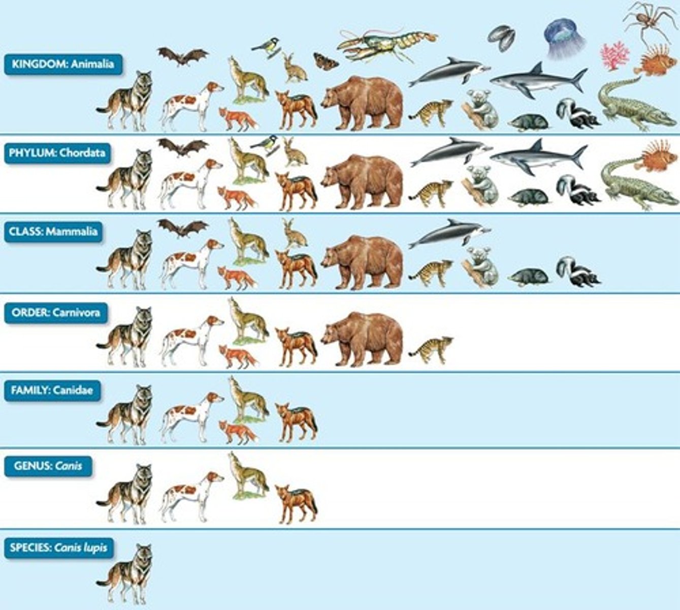 <p>Levels of classification from general to specific.</p>
