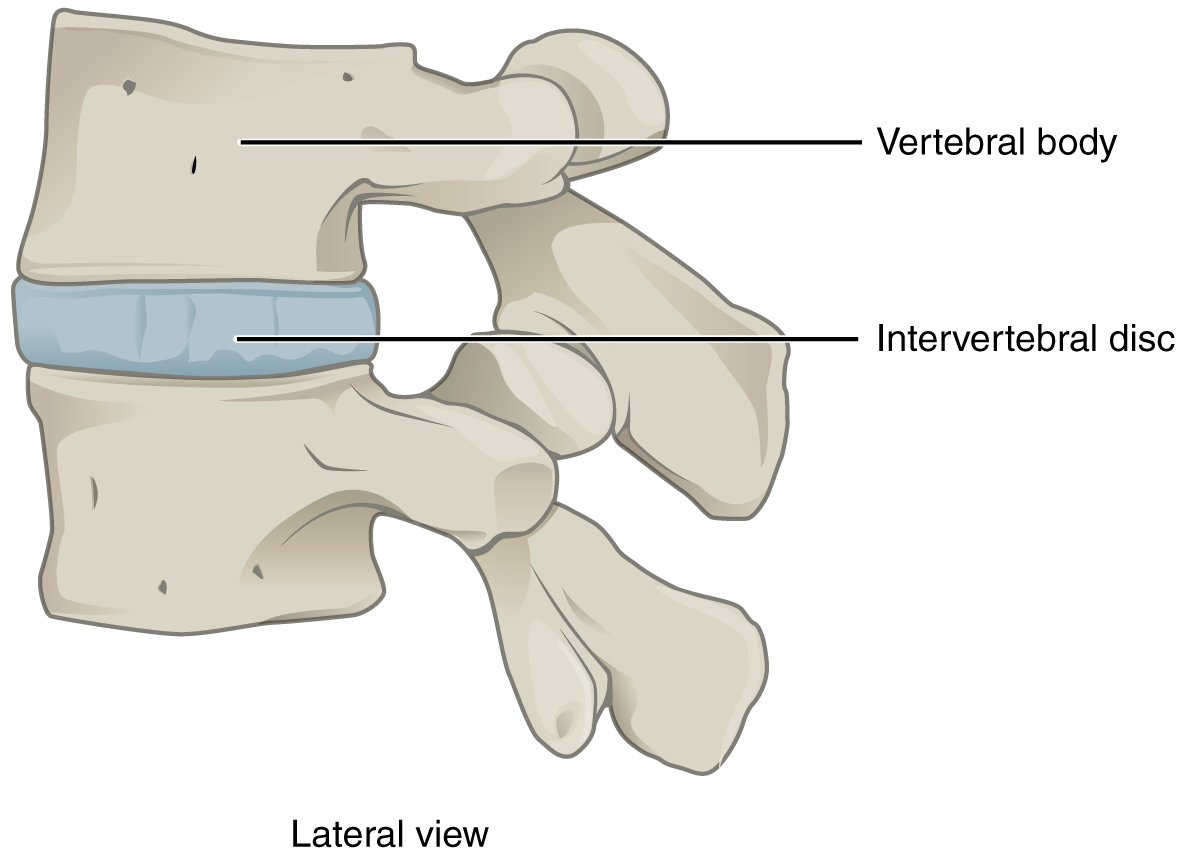 <p>Joints which can move a very small amount</p>