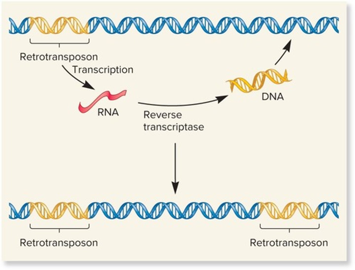 <p>The Alu family is derived from a single ancestral gene known as the 7SL RNA gene.</p>