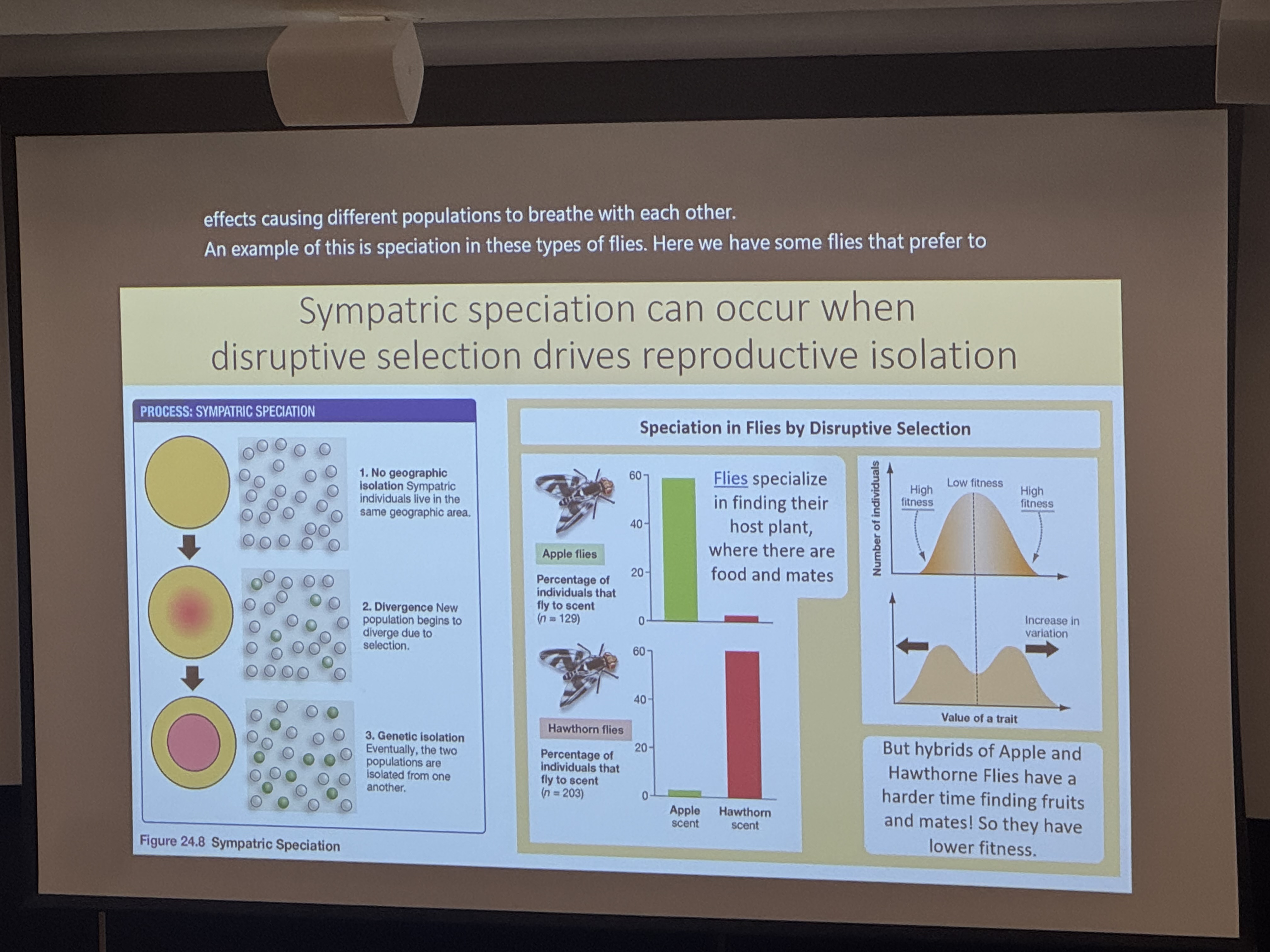 <p>(sympatric selection)</p><p>disruptive selection drives reproductive isolation</p>