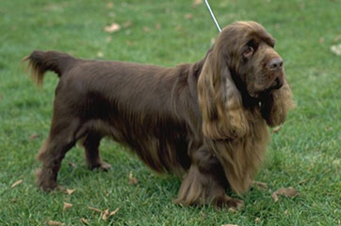 <p>Docked tail (5-7 inches). Golden liver color.</p>