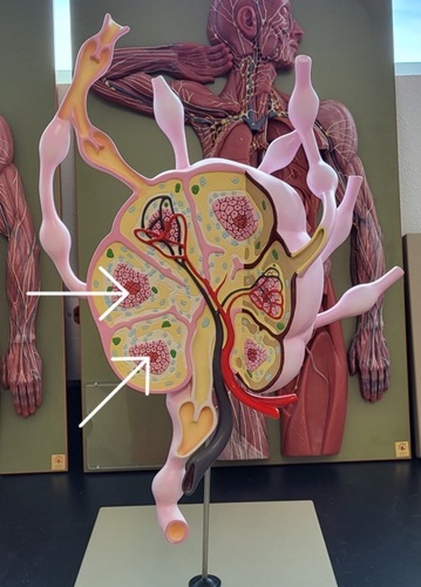 <p>Identify the Structure</p>
