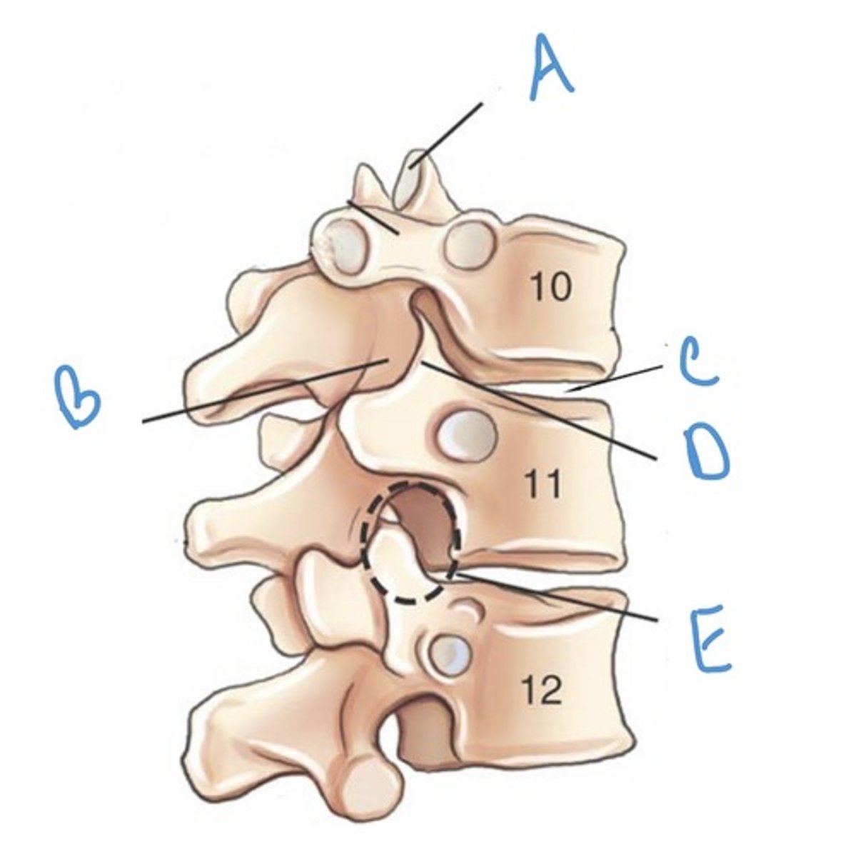 <p>Label the anatomy indicated by letter E:</p>