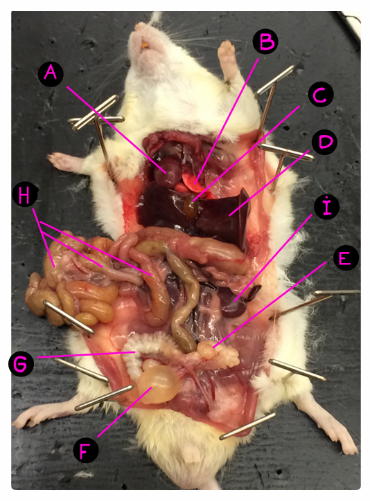 <p>Where is the liver?</p>